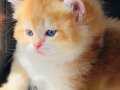 Portakal BRİTİSH SHORTHAİR GOLDEN yavrular safkan 
