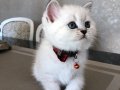 British shorthair silver