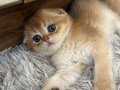 Scottish fold a kalite  safkan  yavrular 