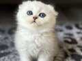 Scottish fold safkan yavrular 