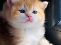 SAFKAN  A kalıtelı BRİTİSH SHORTHAİR  golden