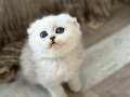 Scottish fold erkek ve dişi müsait 