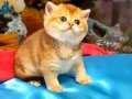 Orijinal Brithiş shorthair golden ny 12 