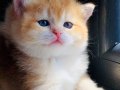 Portakal SAFKAN British shorthair golden ny 12-11 renk kodu 