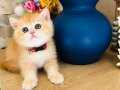 A+++++++ SAFKAN British shorthair golden ny 12, renk kodu 