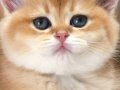Orijinal British shorthair golden +++++ SAFKAN