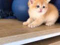 British shorthair golden ny 12 renk kodu 
