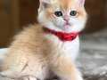 bebek AY12 BLUE GOLDEN DİŞİ 