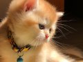 British shorthair golden ny 12.-11 renk kodu yavrular SAFKAN