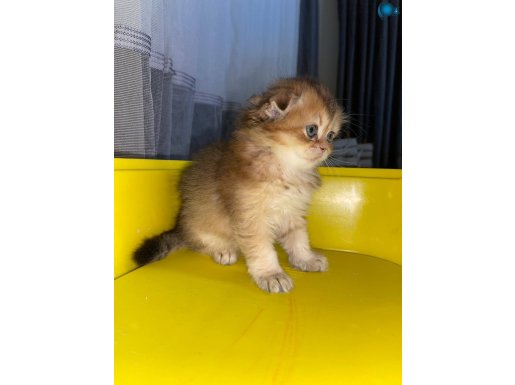ÇOK KALİTELİ BEBİŞLER