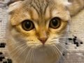 5 Yaşında Asil ve Sakin Scottish Fold