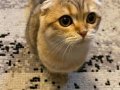 5 Yaşında Asil ve Sakin Scottish Fold