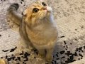5 Yaşında Asil ve Sakin Scottish Fold