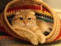 5 Yaşında Asil ve Sakin Scottish Fold