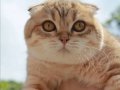 5 Yaşında Asil ve Sakin Scottish Fold