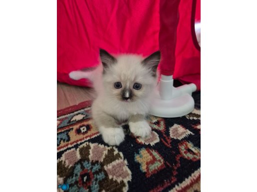Safkan Ragdol Yavrular
