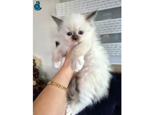 Ragdol bebekler açıklamayı okuyun lütfen