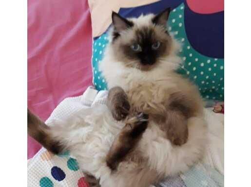  5 yaşındaki Ragdoll kızlarım Hira ve Bella