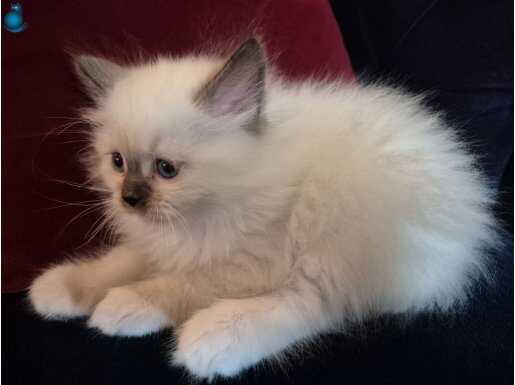 Dişi ragdol yavrumuz