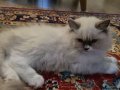 MUHTEŞEM MAVİ GÖZLÜ RAGDOL