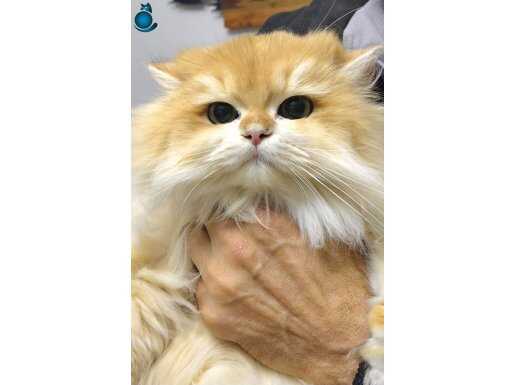 ÜST DÜZEY SAFKAN GOLDEN NY12 SUPERLONGHAİR ERKEK KEDİMİZ 
