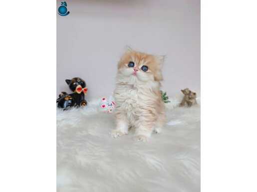 Nadir Tür Golden British Longhair Dişi Yavrumuz 