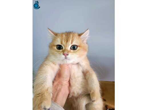 A+ Kalite Safkan Golden British shorthair erkek yavrumuz