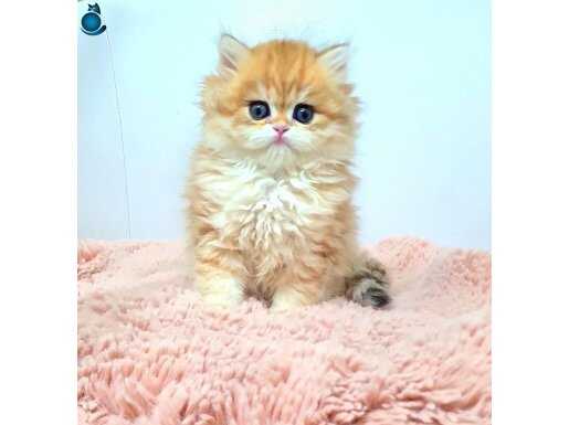 Nadir Tür Golden British Longhair Dişi Yavrularım