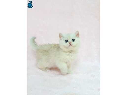 A KALİTE ORİJİNAL BRİTİSH SHORTHAİR SUNSHİNE DİŞİ YAVRUM