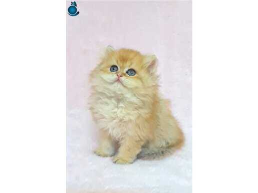 A KALİTE SAFKAN BRİTİSH LONGHAİR GOLDEN ERKEK YAVRUM