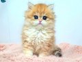 Nadir Tür Golden British Longhair Dişi Yavrularım