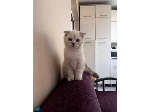 Ankara Yenimahalle’de Mama ve Kum Eğitimli Dişi British Shorthair