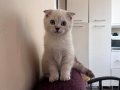 Ankara Yenimahalle’de Mama ve Kum Eğitimli Dişi British Shorthair