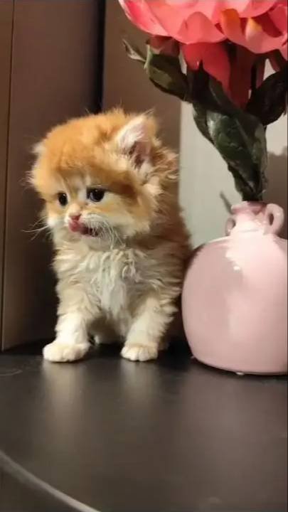 Golden british longhair 2 aylık yavrular