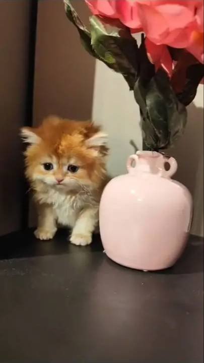 Golden british longhair 2 aylık yavrular