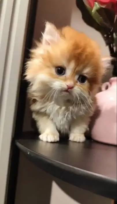 Golden british longhair 2 aylık yavrular
