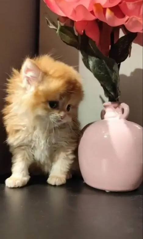 Golden british longhair 2 aylık yavrular