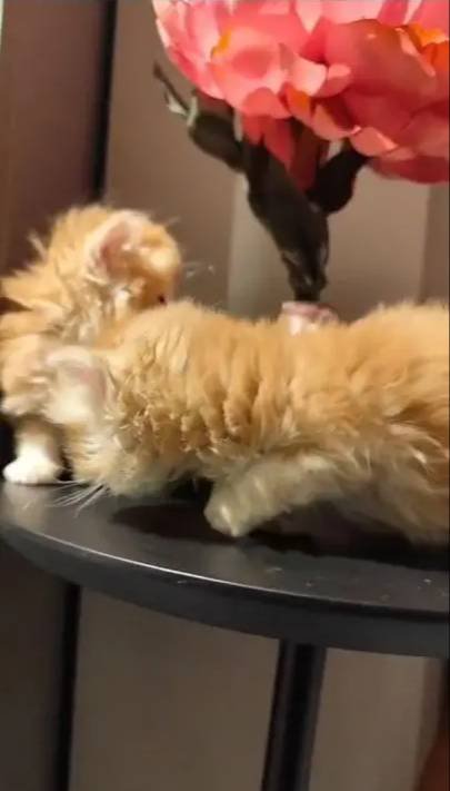 Golden british longhair 2 aylık yavrular