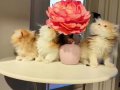 Golden british longhair 2 aylık yavrular