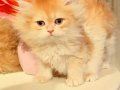 Golden british longhair 2 aylık yavrular
