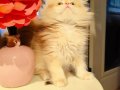 Golden british longhair 2 aylık yavrular