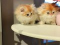 Golden british longhair 2 aylık yavrular