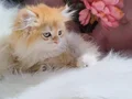 Golden british longhair 3,5 aylık dişi yavru