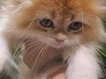 Golden british longhair 3,5 aylık dişi yavru