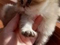 By British golden longhair , dişi yavru