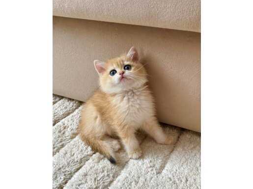 Şecereli British Shorthair Golden ny12 dişi yavru