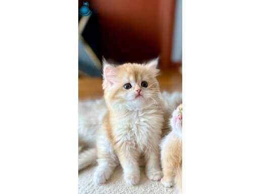 Safkan British Longhair 3 tane erkek yavru kardeş 