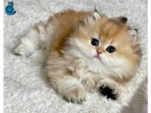 Safkan British Longhair Golden erkek yavru