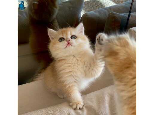 Safkan British Shorthair Golden dişi yavru