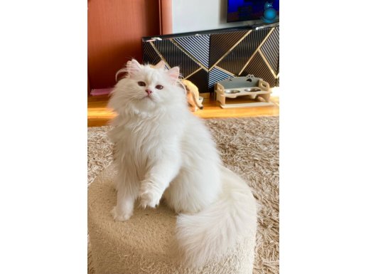 Safkan British Longhair Lilac Point cy1233 erkek